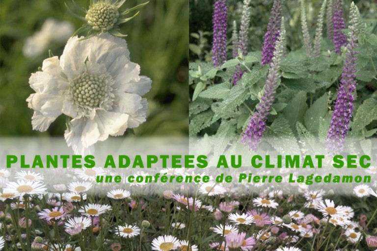 plantes adaptées au climat sec