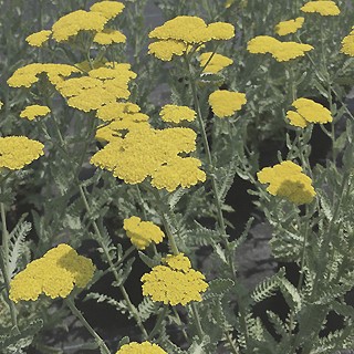 une achillée qui fleurit tout l'été