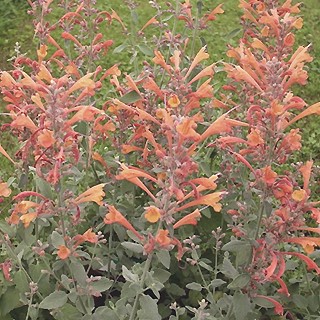 agastache