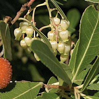 arbousier (arbustus unedo)