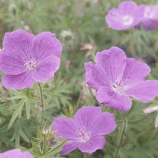 les geranium vivaces