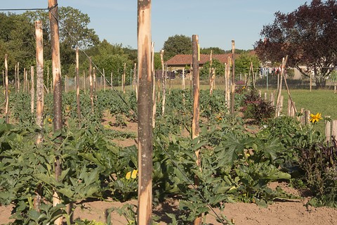 vue sur les 142 pieds de tomates