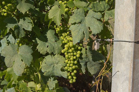 vigne au jardin