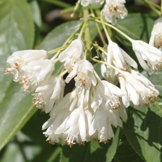 faux pistachier (staphylea pinnata)