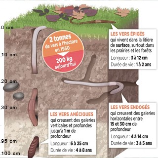 les différentes sortes de vers de terre